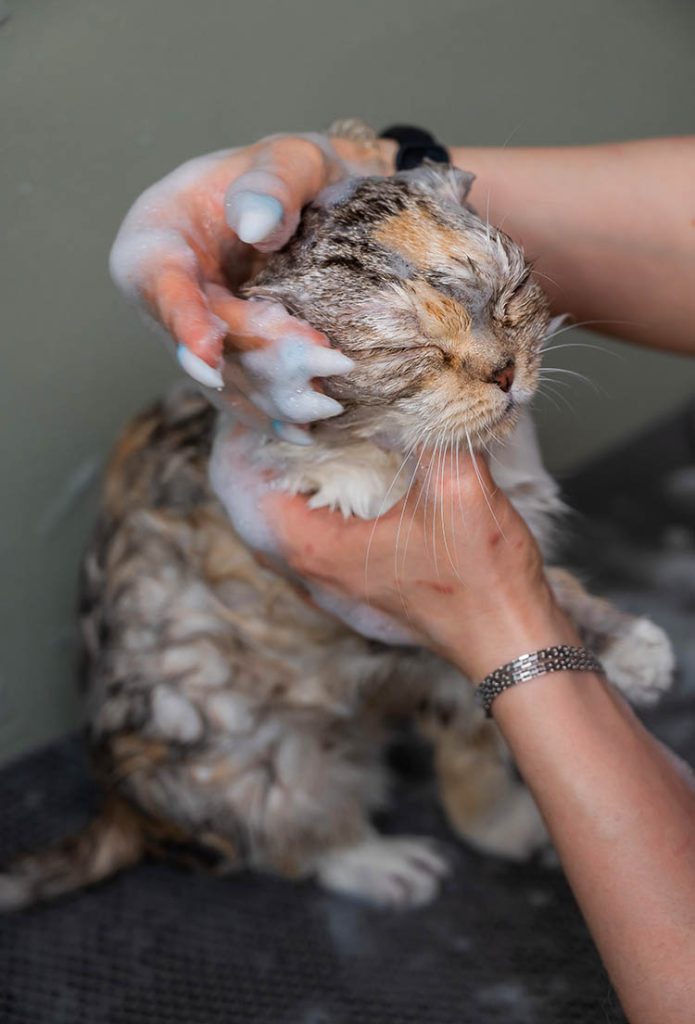 Long Island Cat Grooming